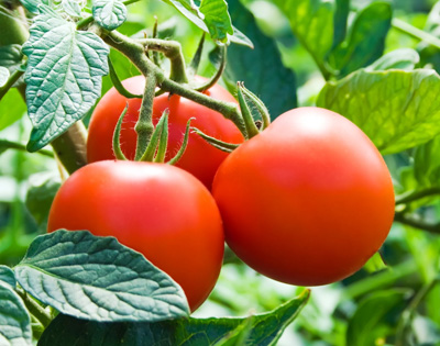 Cuidados de cultivos de tomate | Casafe