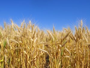 trigo fitosanitarios