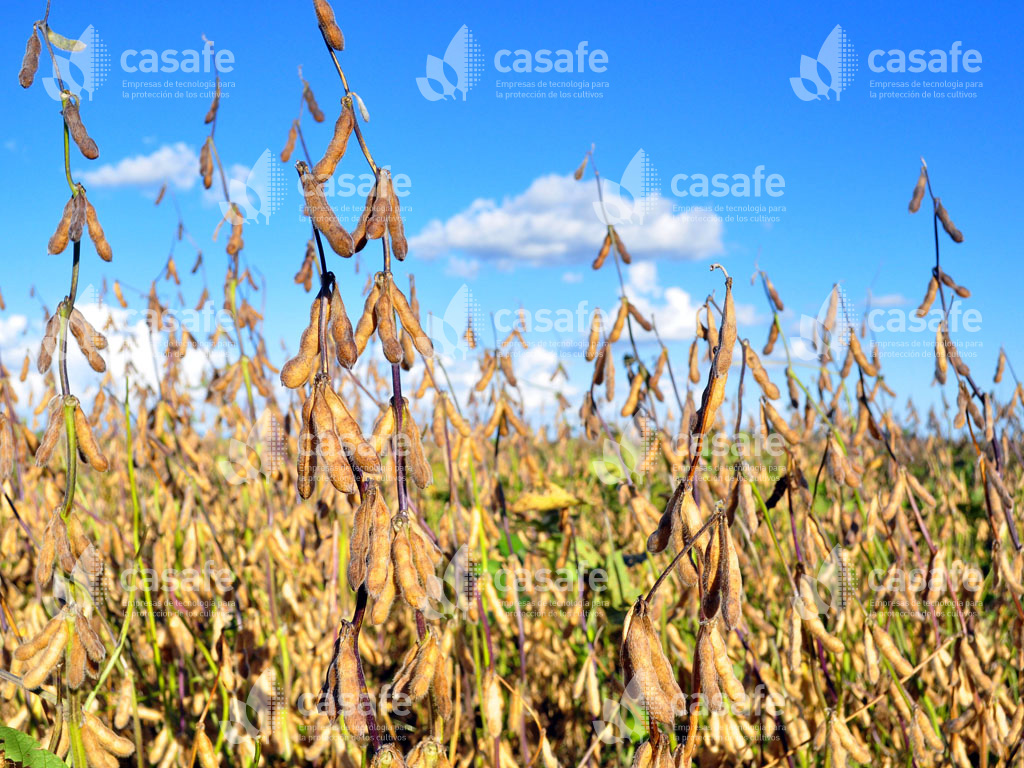 produccion-alimentos-sanos agroquimicos y alimentos