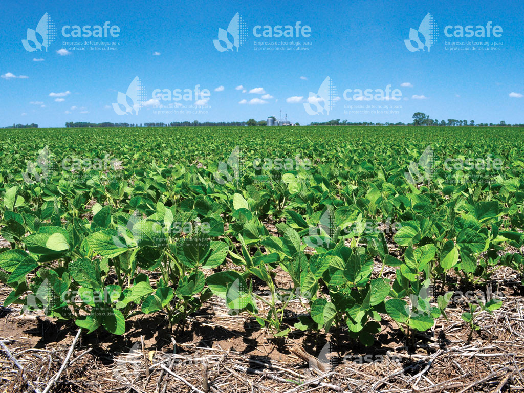 campo-cultivado agroquimicos y alimentos