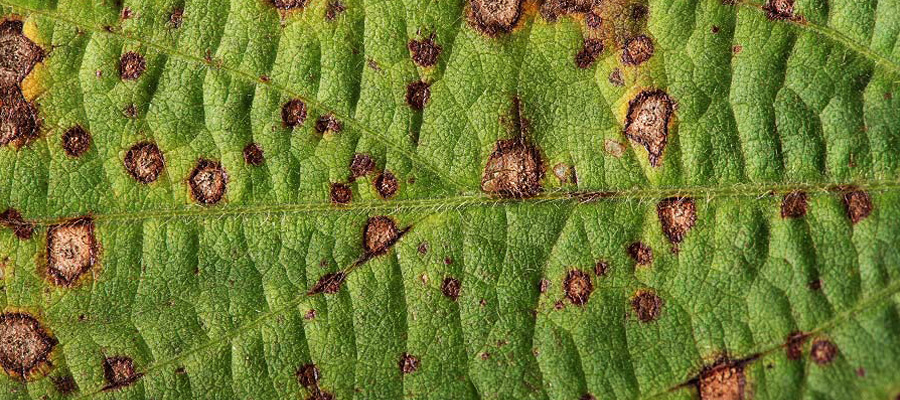 enfermedades-de-fin-de-ciclo sin agroquimicos