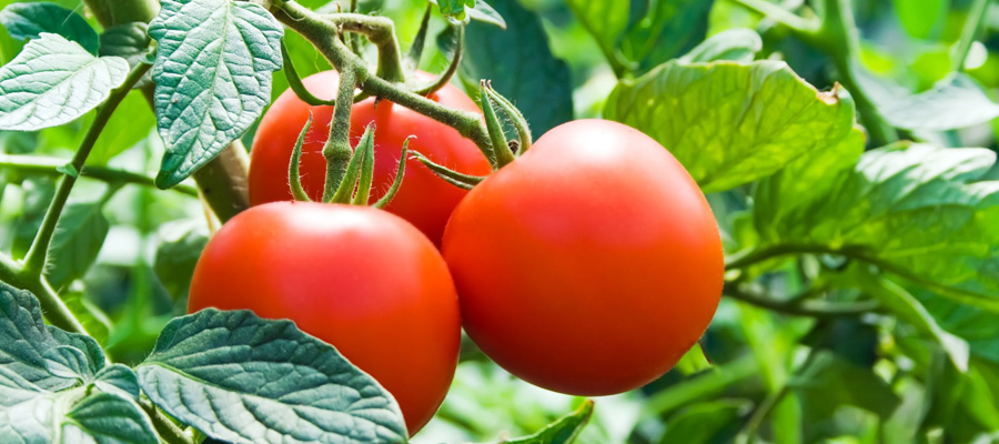 varilla antiguo Evacuación Cuidados de cultivos de tomate - Casafe