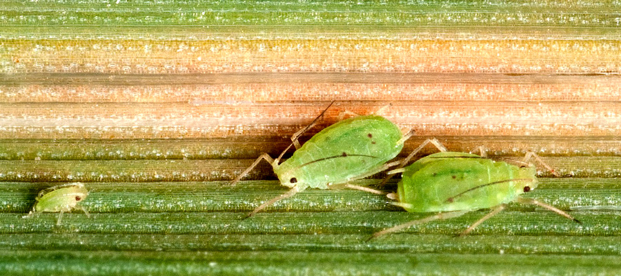 modo-de-accion-de-los-insecticidas-encabezado agroquimicos