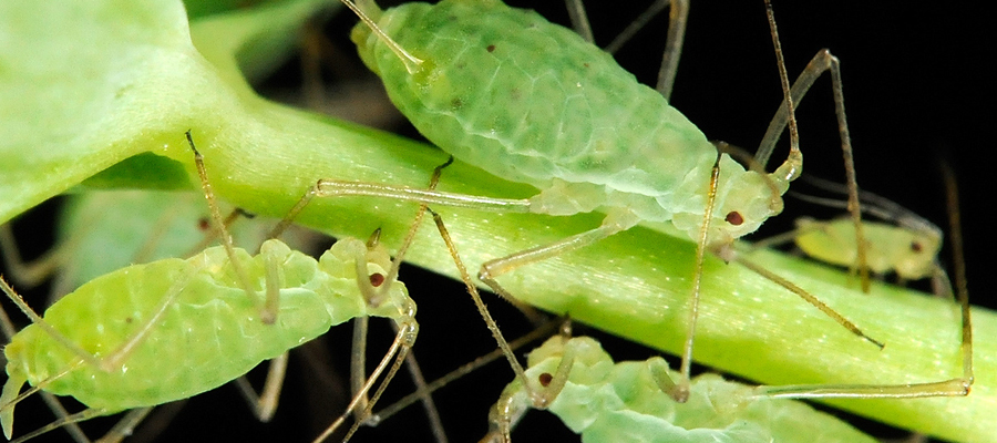 pulgones por cultivo sin agroquimicos