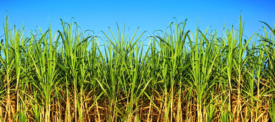 malezas caña de azucar sin agroquimicos glifosato