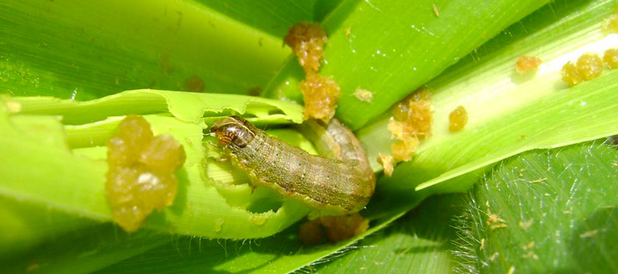 plaga en maíz sin agroquimicos