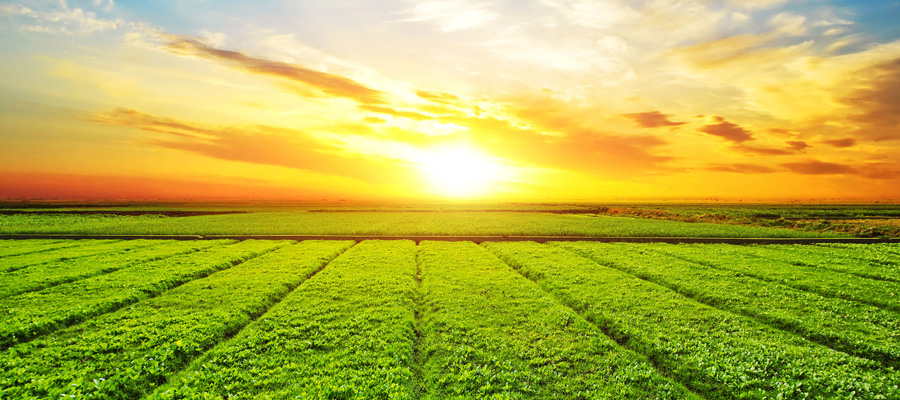 Buenas Prácticas Agrícolas glifosato