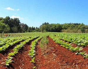 capacitación en uso de agroquímicos glifosato