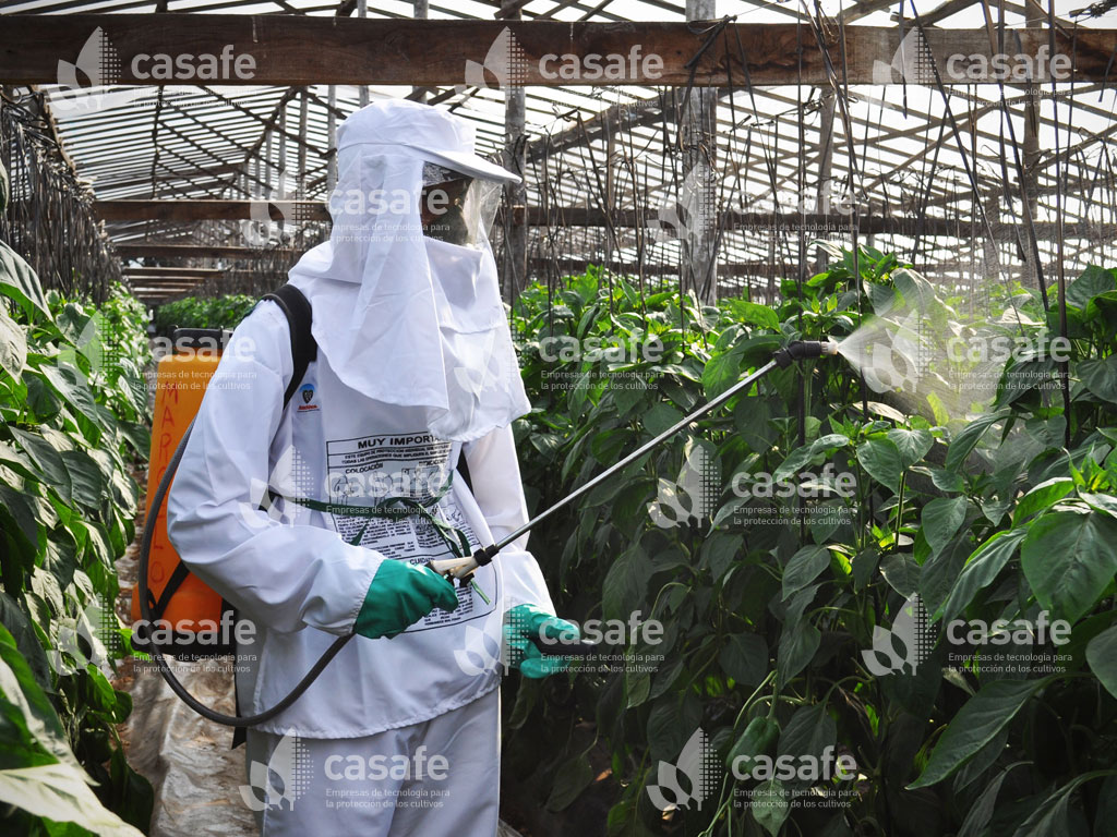 imagen casafe aplicacion de agroquimicos con mochila glifosato