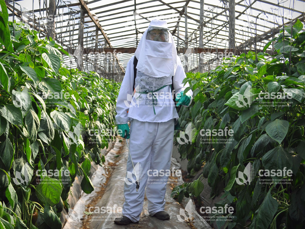 imagen casafe pulverizacion de agroquimicos con mochila glifosato