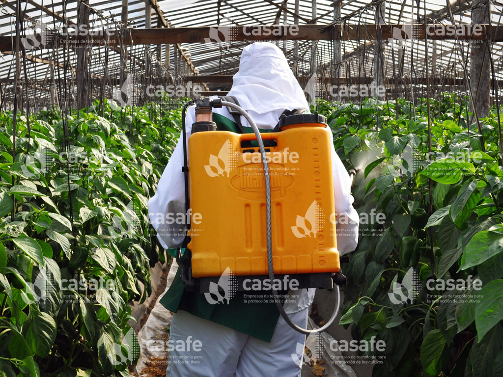 imagen casafe pulverizacion de agroquimico con mochila glifosato