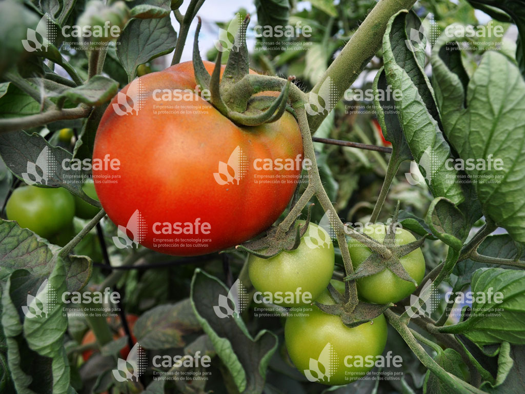 buenas practicas agricolas en cultivos de tomate