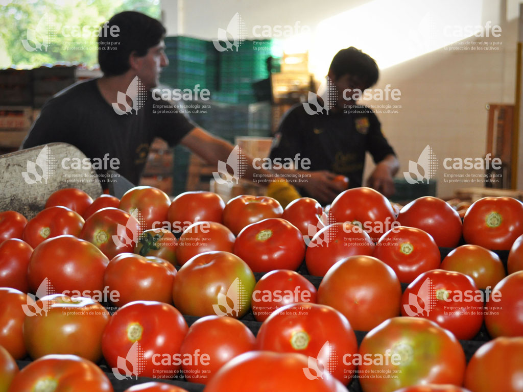 cultivo tomate casafe