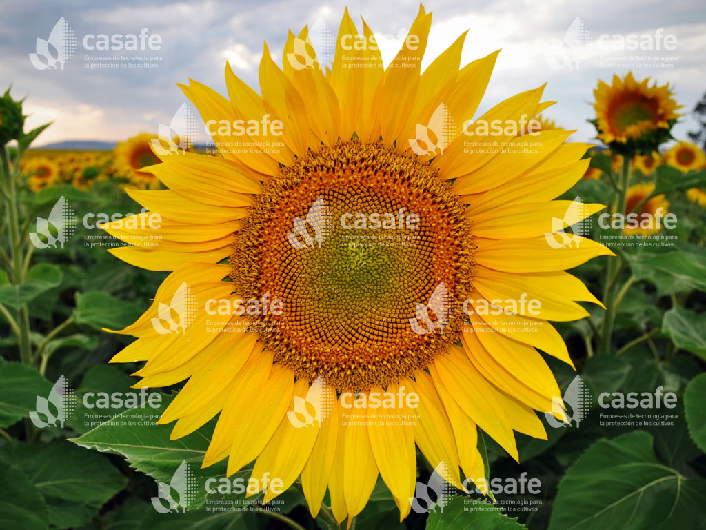 cultivo girasol casafe