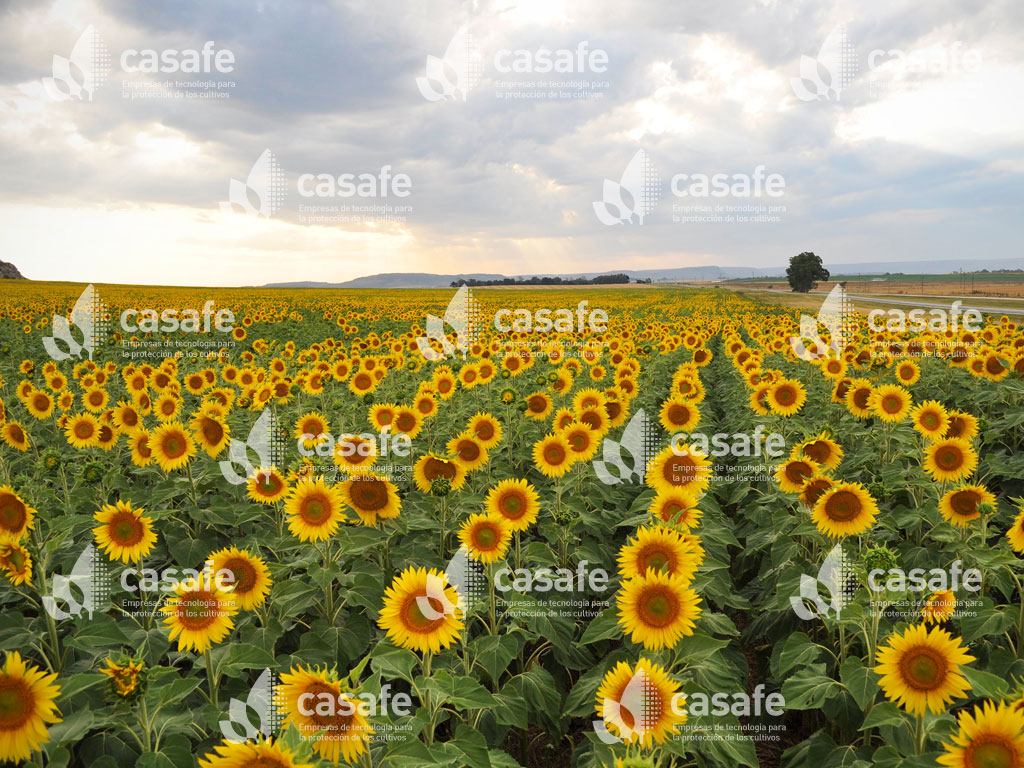 cultivo girasol casafe