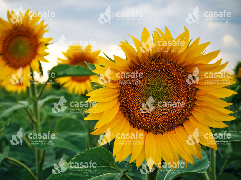 cultivo girasol casafe