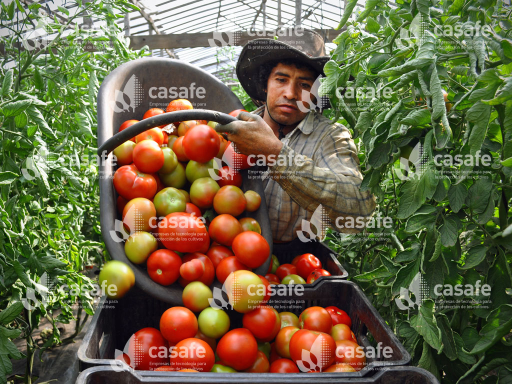 agricultura sustentable cultvo tomates