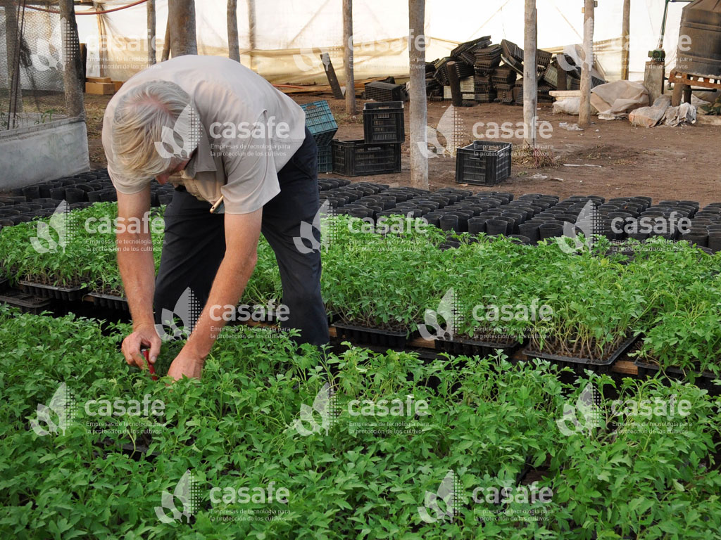 cultivo tomate casafe