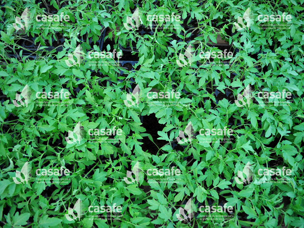 cultivo tomate y agroquimicos casafe glifosato