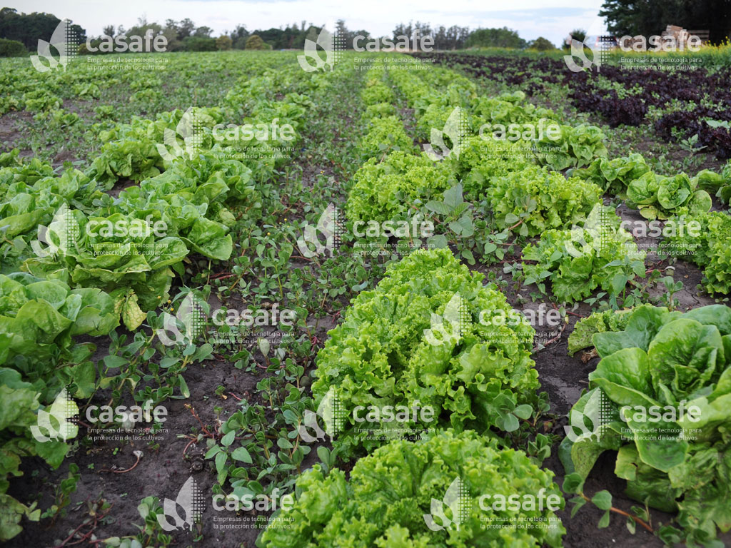 fitosanitarios y lechugas glifosato