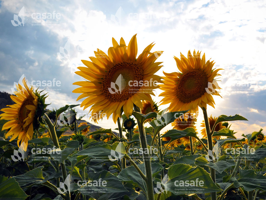 agroquimicos y girasoles