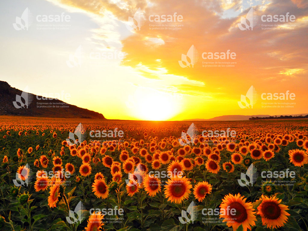 fitosanitarios y girasol