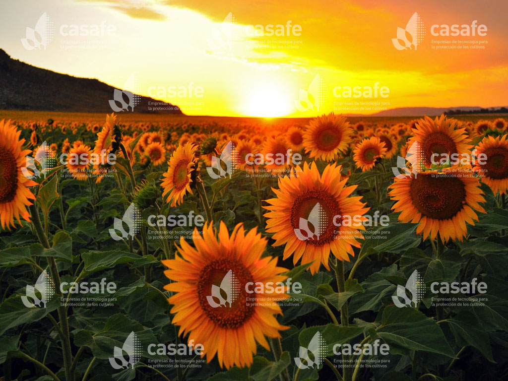 agroquimicos y girasol