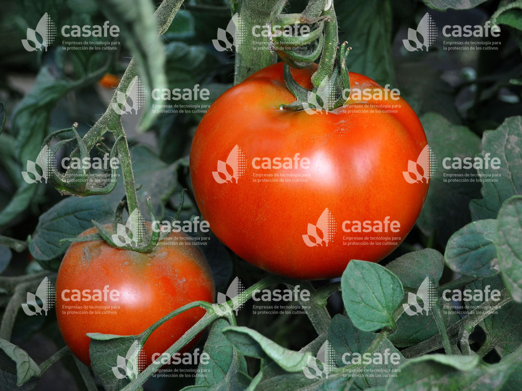 buenas practicas agricolas tomate glifosato