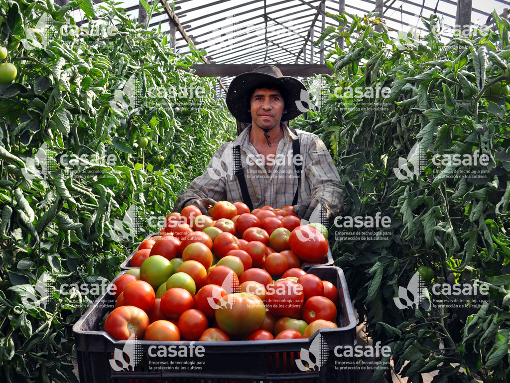 agricultura sustentable tomate