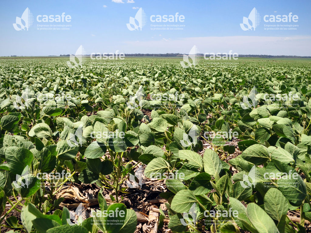 agroquimicos y soja