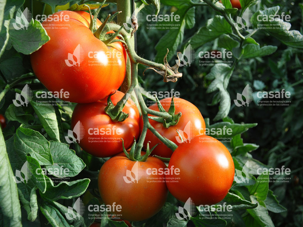 agroquimicos y tomates