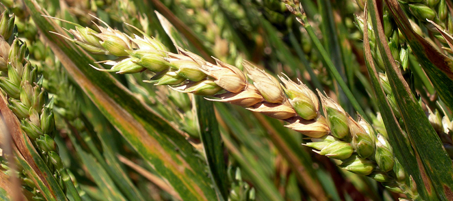 hongos en trigo sin productos fitosanitarios