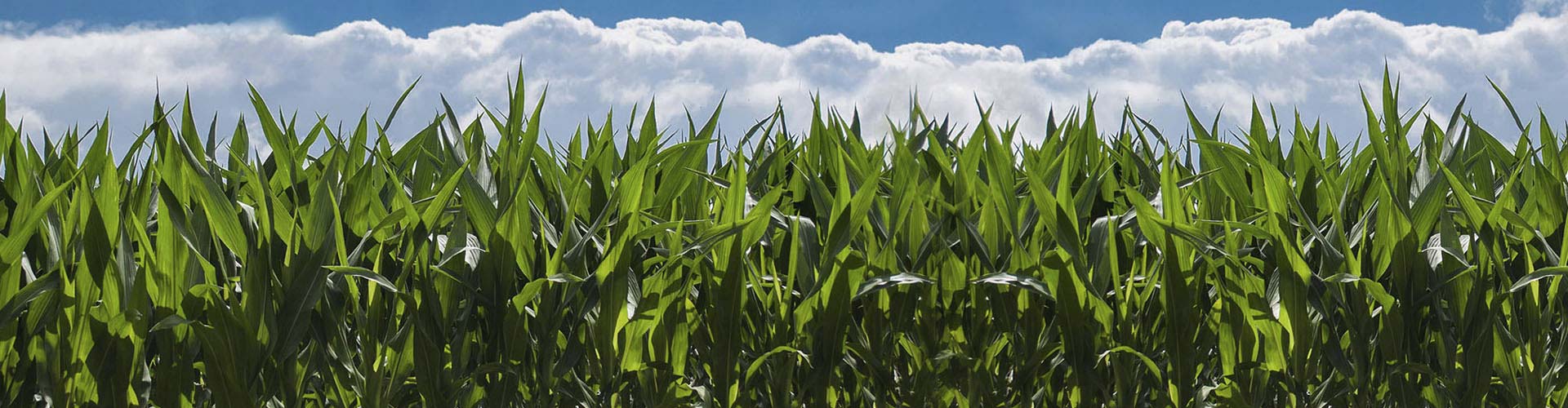 Fondo de un campo y el cielo