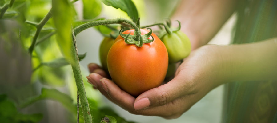 Imagen de manos sosteniendo una planta de tomate