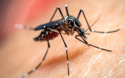 Dengue: en nuestro hogar, somos responsables