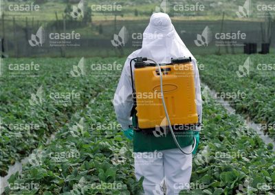 Aplicador con mochila pulverizadora en campo de frutillas