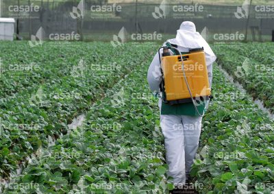 Aplicador con mochila pulverizadora en campo de frutillas