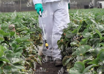 Aplicador con mochila pulverizadora en campo de frutillas