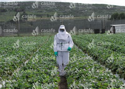 Aplicador con mochila pulverizadora en campo de frutillas