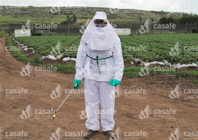 Aplicador con mochila pulverizadora en campo de frutillas