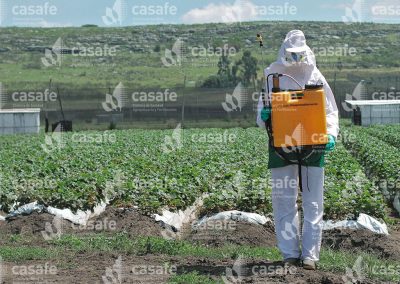 Aplicador con mochila pulverizadora en campo de frutillas