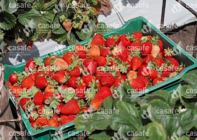 imagen-casafe-cultivos-frutillas-3