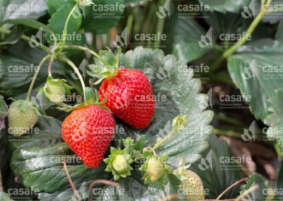 imagen-casafe-cultivos-frutillas-4