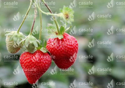 imagen-casafe-cultivos-frutillas-5