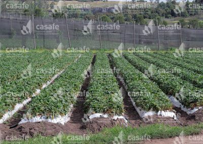 imagen-casafe-cultivos-frutillas-6