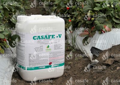 Envases de productos fitosanitarios en cultivo de frutillas