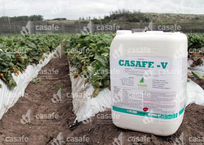 Envases de productos fitosanitarios en cultivo de frutillas