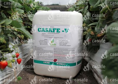 Envases de productos fitosanitarios en cultivo de frutillas