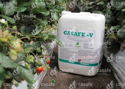 Envases de productos fitosanitarios en cultivo de frutillas