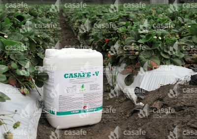 Envases de productos fitosanitarios en cultivo de frutillas